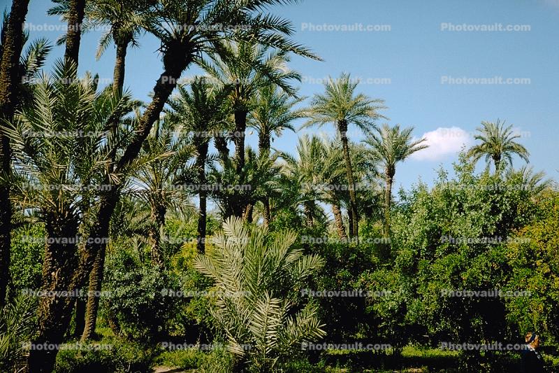 Date Grove, Palm Trees