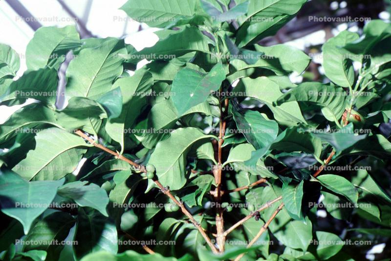 Arabian Coffee, (Coffea arabica), Rubiaceae