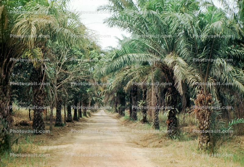 Palm trees, date palms, dirt road, unpaved