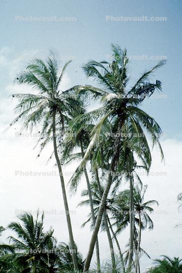 Palm Trees, Coconut, Congo