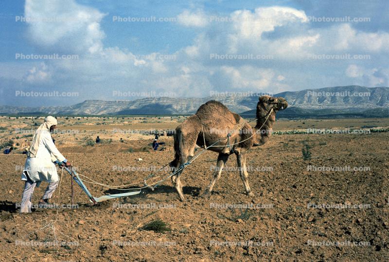 Dromedary Camel, Plowing, Plow, man, male, worker, farmer, manual labor, Tilling, Kaironon, Tunisia, soil, dirt