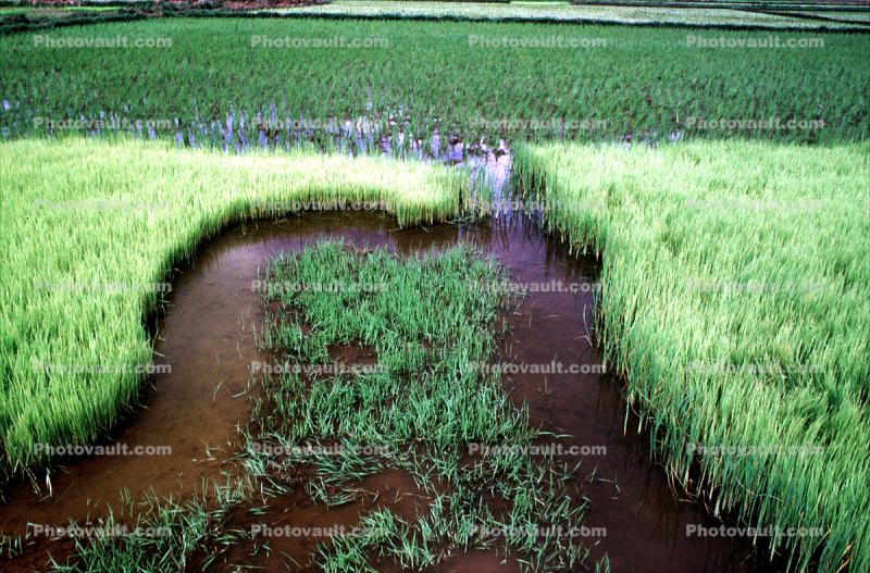 Sambava, Madagascar, Rice Paddy, field, water
