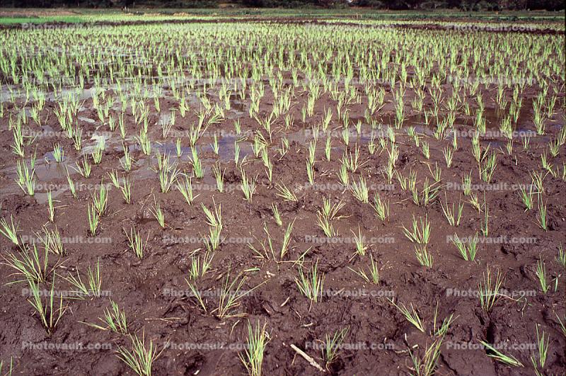 Rice Paddy, field, water, Sambava, Madagascar