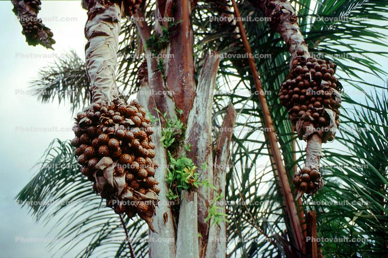 Coconut Tree, Sambava, Madagascar