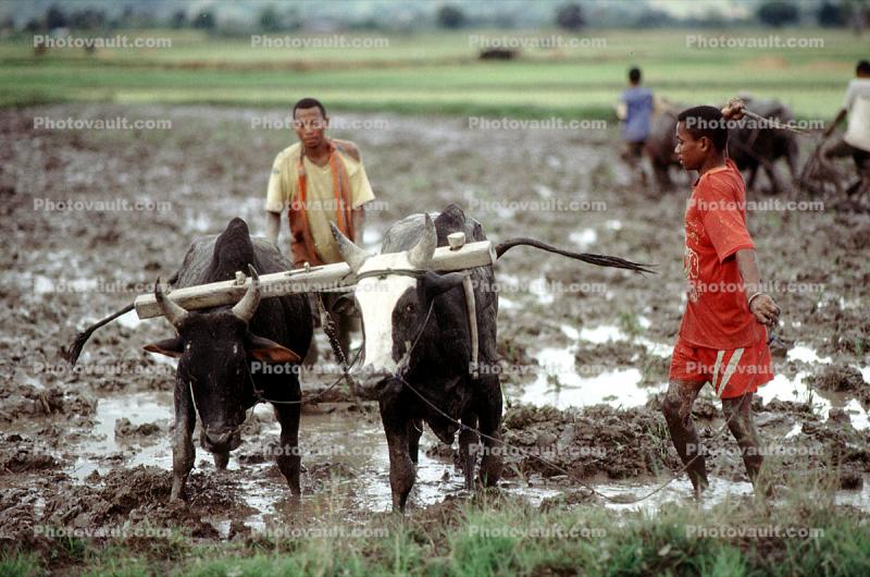 Plow, Plowing, man, male, farmer, manual labor, mud, muddy, oxen, cows, near Andrapa, Madagascar