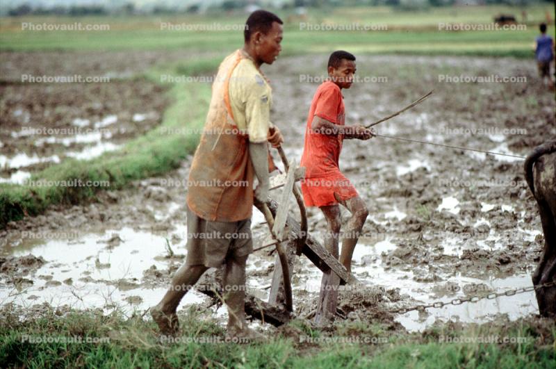 Plow, Plowing, man, male, farmer, manual labor, mud, muddy, near Andrapa, Madagascar