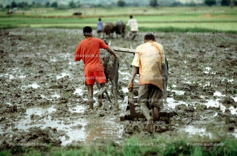 Plow, Plowing, man, male, farmer, manual labor, oxen, mud, muddy, near Andrapa, Madagascar