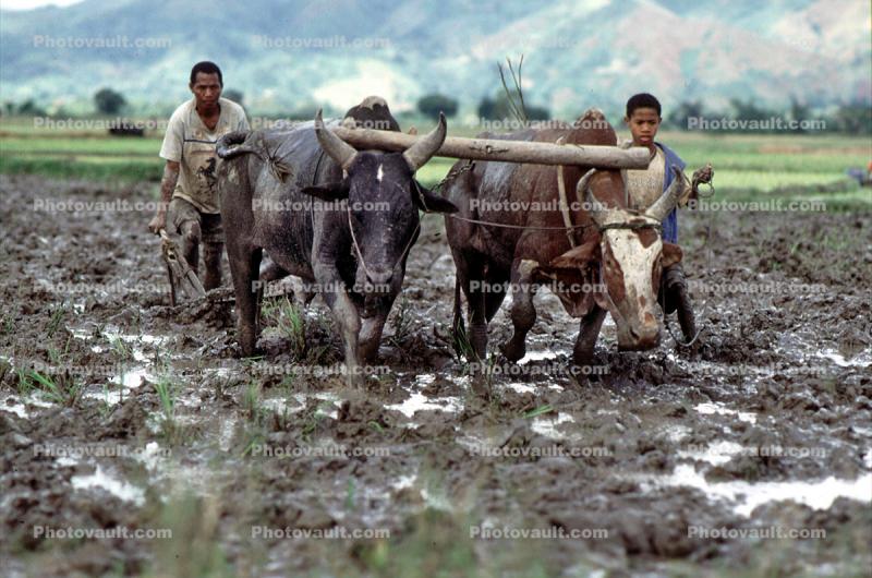 Plow, Plowing, man, male, farmer, manual labor, oxen, horns, mud, muddy, near Andrapa, Madagascar