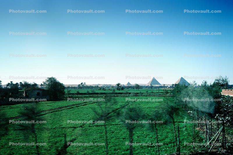 Farm Fileds, Great Pyramids of Giza, Egypt
