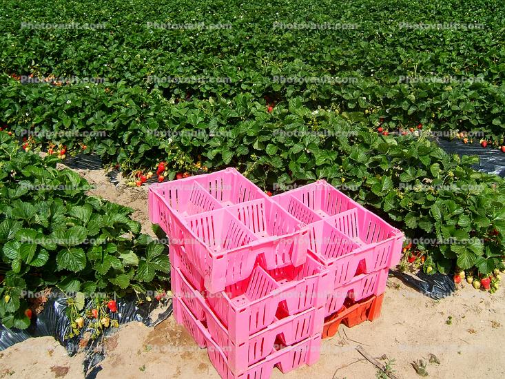 Strawberry Farming along the coast in Monterey County