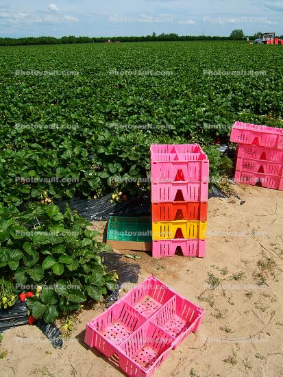 Strawberry Farming, Monterey Countym Central California Coast