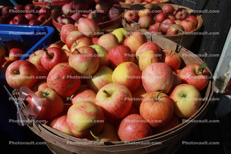 Buckets of Apples, Two-Rock, Sonoma County