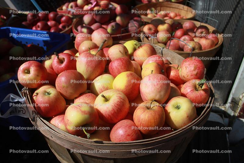 Buckets of Apples, harvest