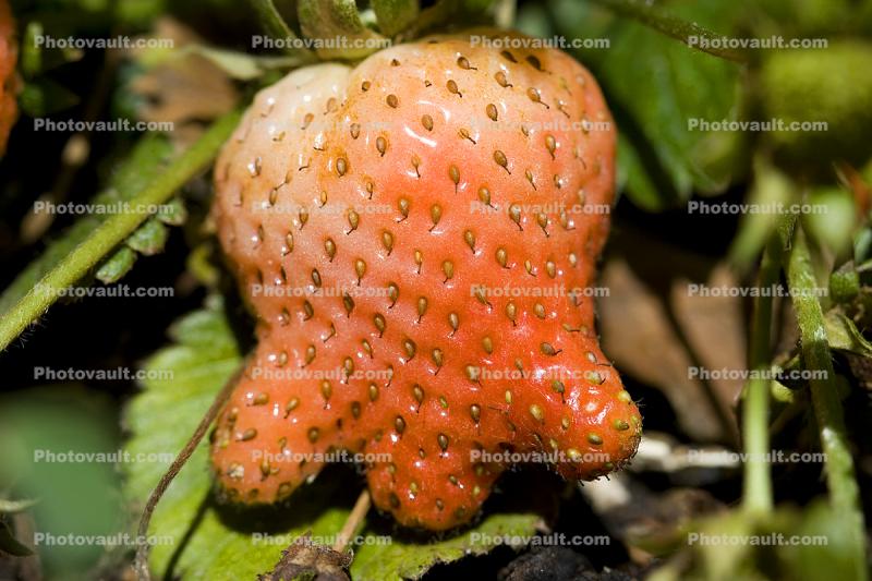 strange strawberry