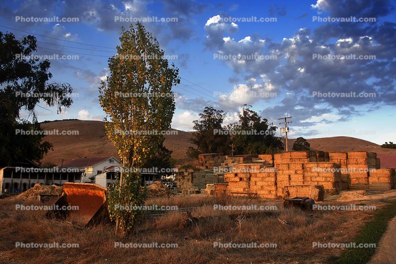 Hay Bales, Stacks, Clouds, Trees, Two-Rock, Sonoma County