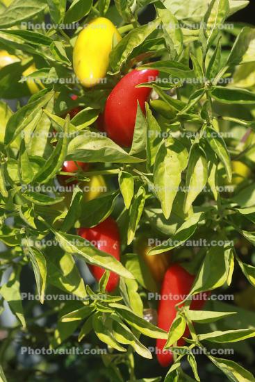 Chili Peppers, Hungarian Chili Peppers