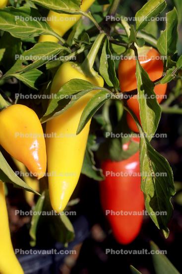 Chili Peppers, Hungarian Chili Peppers