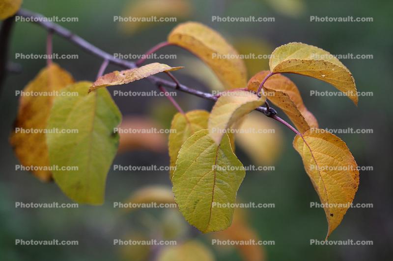 Autumn, Apple Tree, leaves, leaf, twig