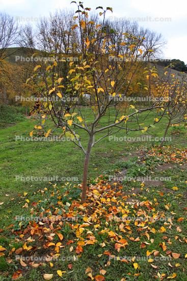 Apple Trees, Leaf, fall colors, Autumn, leaves, twig