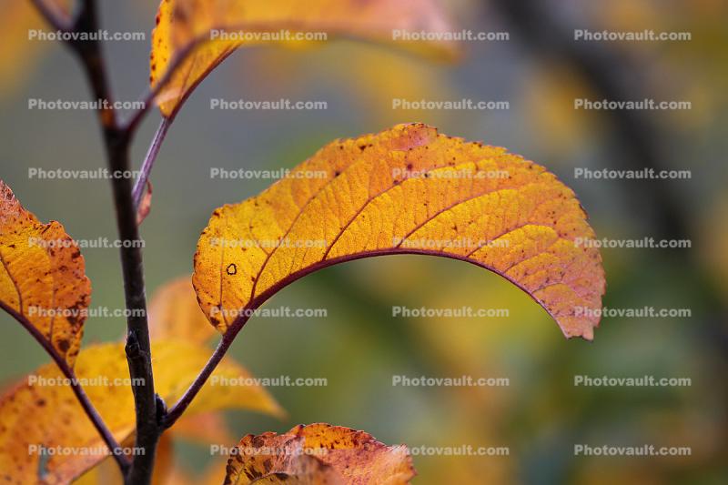 Apple Tree, Leaf, fall colors, Autumn, leaves, twig