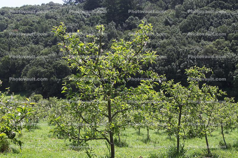 Apple Trees, Springtime