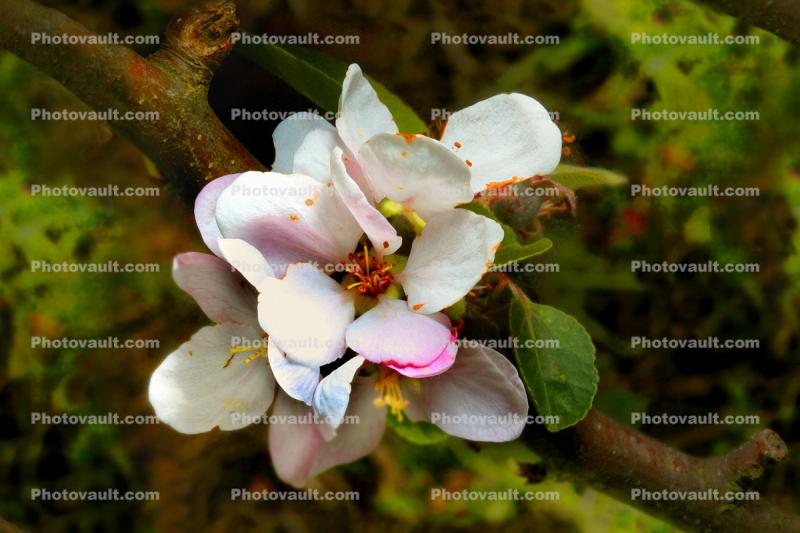 Apple Blossom flower