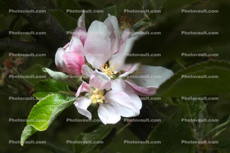 Liberty Apple Blossom, Flower, Springtime, Spring