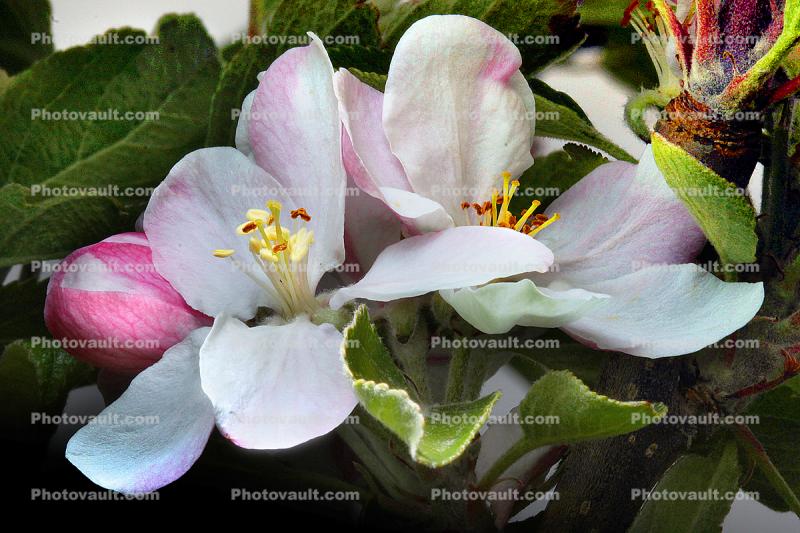 Cox's Orange Pippin Apple, Blossom, Flower, Springtime, Spring, Stamen, Anther, pollen, Pistil
