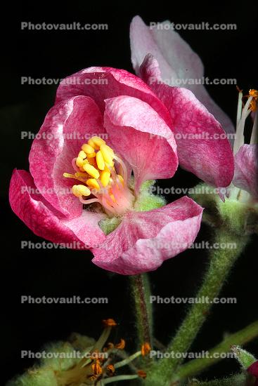 Apple Blossoms, Flower, Stamen, Anther, pollen, Pistil