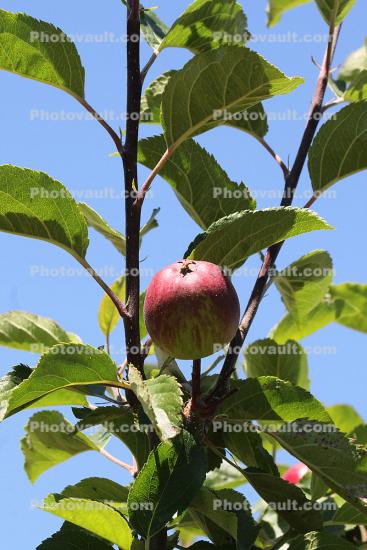 Kid Orange Red Apple, Olympia's, Orchard, Summer