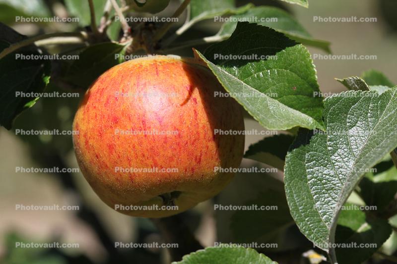 Kid Orange Red Apple, Orchard, Leaves, Springtime, Spring, Two-Rock, Sonoma County
