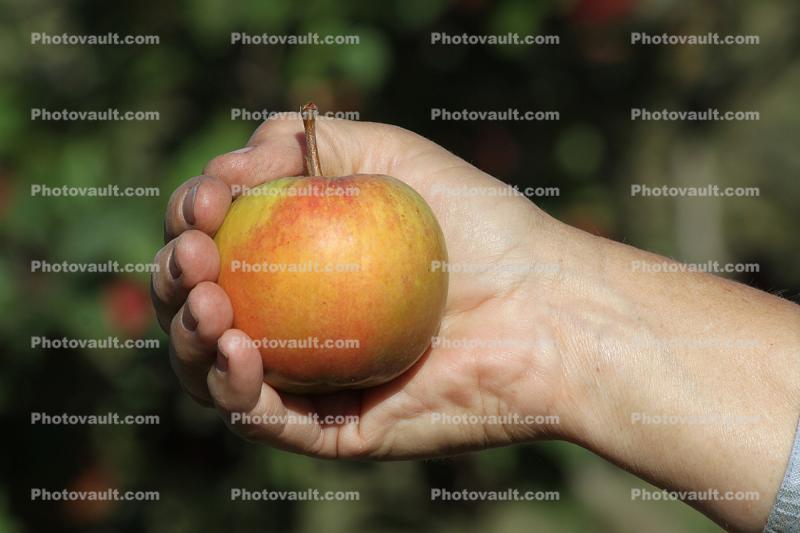 Ginger Gold Apple, Hand, Summer