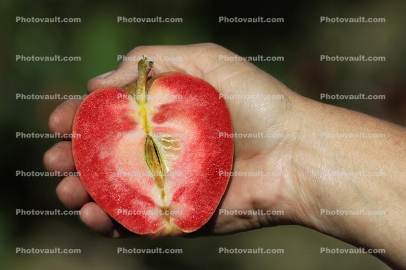 Strand Apple, Hand, Summer