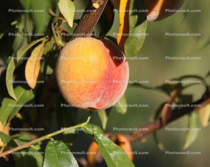 Peach, Leaves, Summer