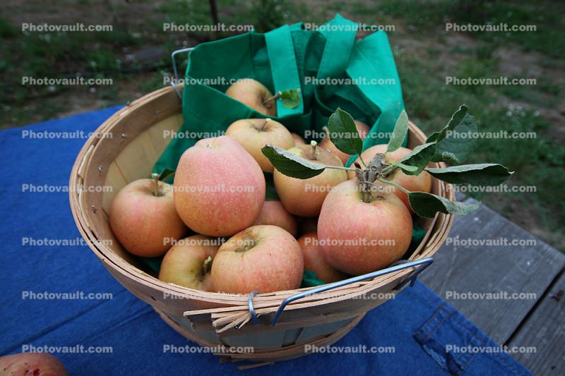 Apples, Basket, Summer