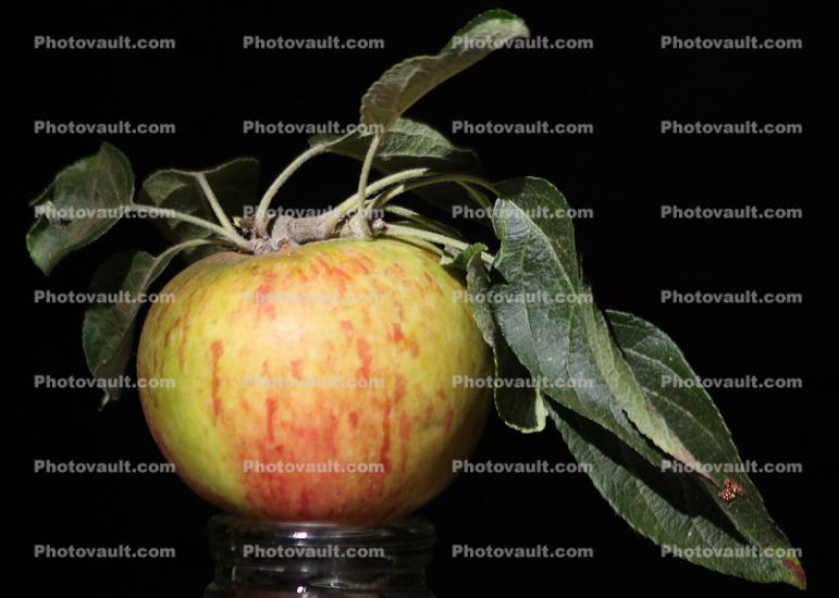 Cox's Orange Pippin Apple, Two-Rock, Sonoma County