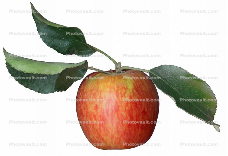 Apple photo-object, object, cut-out, cutout
