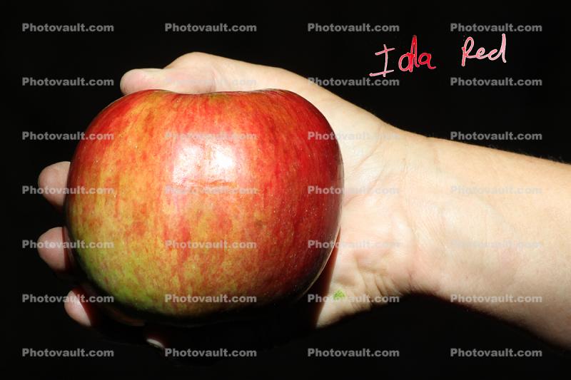 Ida Red Apple, Hand, Two-Rock, Sonoma County