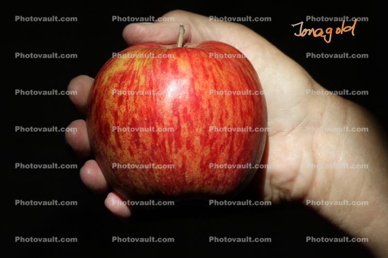 Jonagold Apple, Hand, Two-Rock, Sonoma County