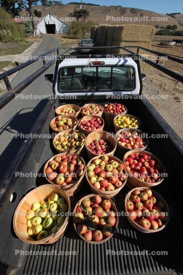 Apples, Buckets, Truck, Two-Rock, Sonoma County