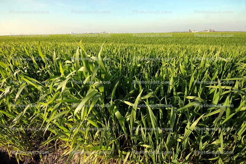 Corn Stalks, in the Spring, Corn, Cornfield