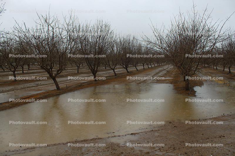 Highway-33, Orchard, Flooding, Flood, Vernalis, San Joaquin Valley