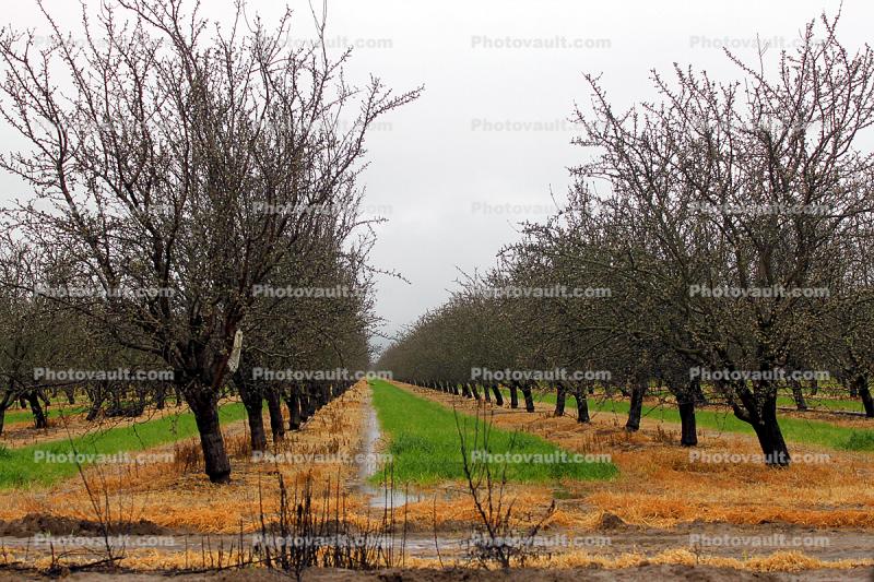 Orchard, Vernalis, San Joaquin Valley