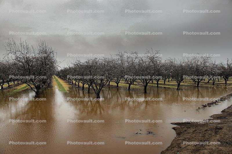 Orchard, Flooding, Flood, Vernalis, San Joaquin Valley