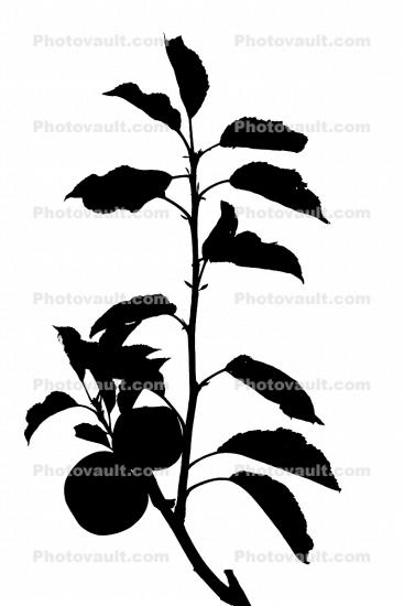 apple silhouette, leaf, logo, leaves, twig, shape