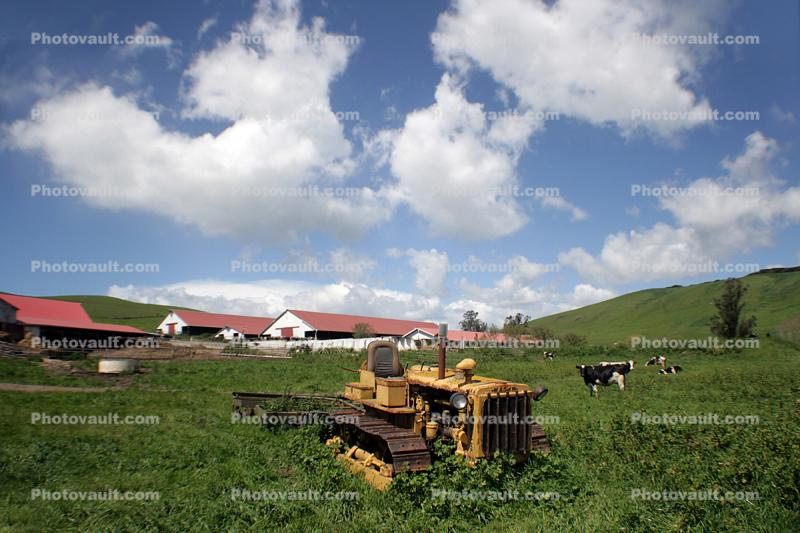 Tractor, Cows, clouds, barns