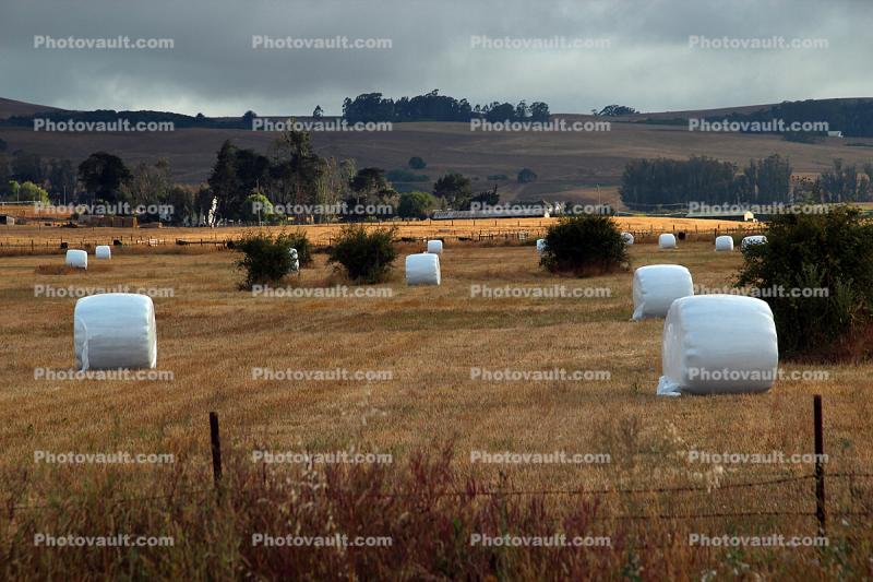 Rolled Hay Bales, fields
