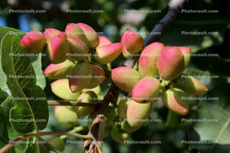 Pistachio Nuts in Pods, tree