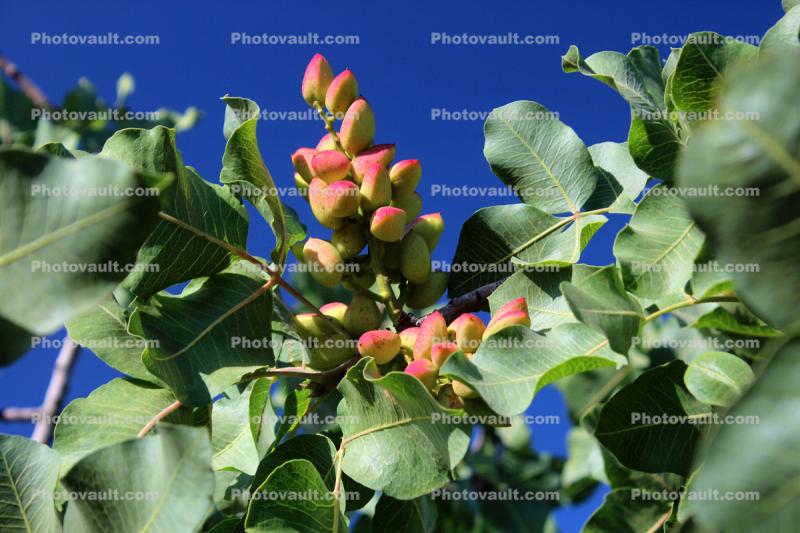 Pistachio Nuts in Pods, tree