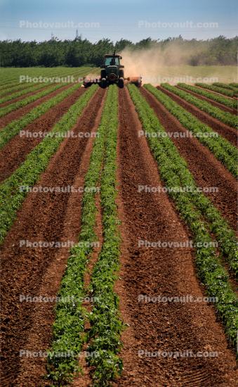 Tractor, Farmfield, dust, Esparta, Yolo County, California